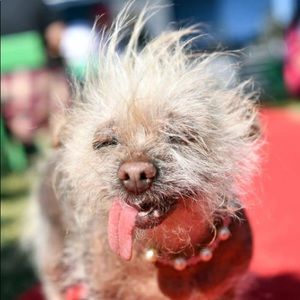 Meet your Posher, Junque